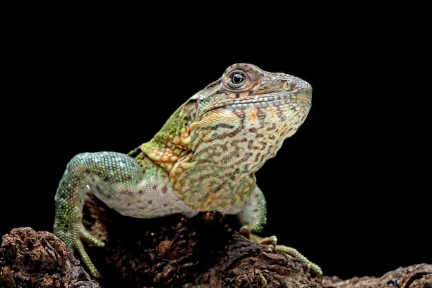 Primo piano della lucertola di Ctenosaura similis su legno