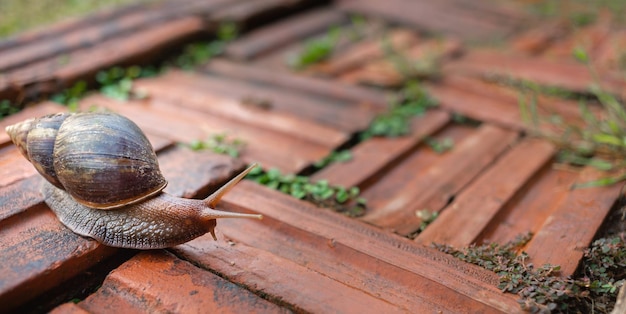 Primo piano della lumaca Helix pomatia o molluschi bordeaux invertebrati concetto animale