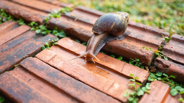 Primo piano della lumaca Helix pomatia o molluschi bordeaux si muovono o strisciano negli invertebrati naturali