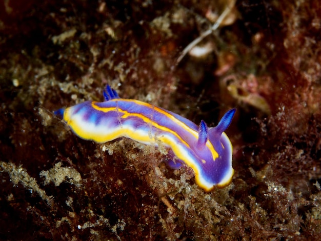 Primo piano della lumaca mediterranea Felimida britoi