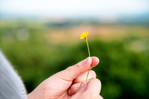 Primo piano della mano che tiene fiore giallo