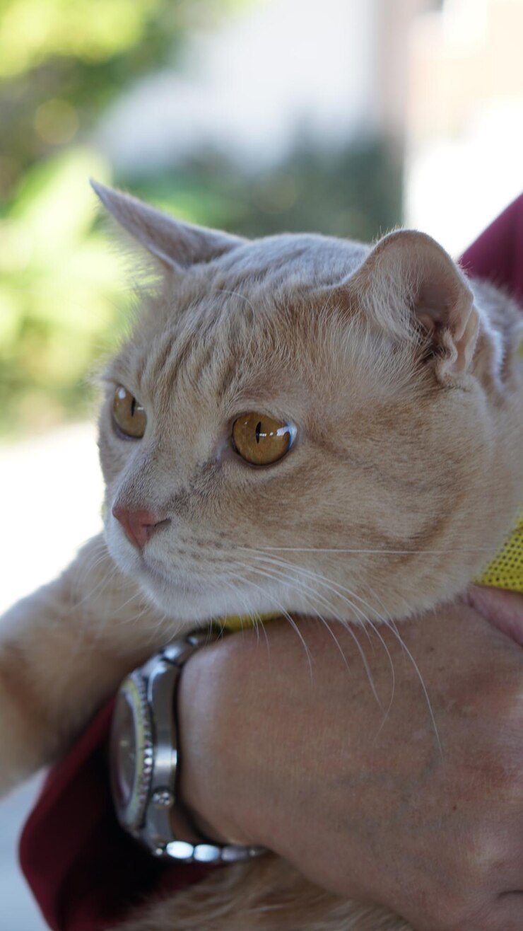 Foto primo piano della mano che tiene il gatto