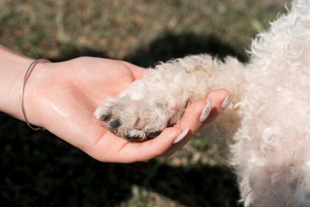 Primo piano della mano che tiene la zampa del cane