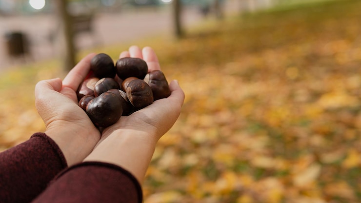 Foto primo piano della mano che tiene le castagne fresche su sfondo di foglie di autunno.