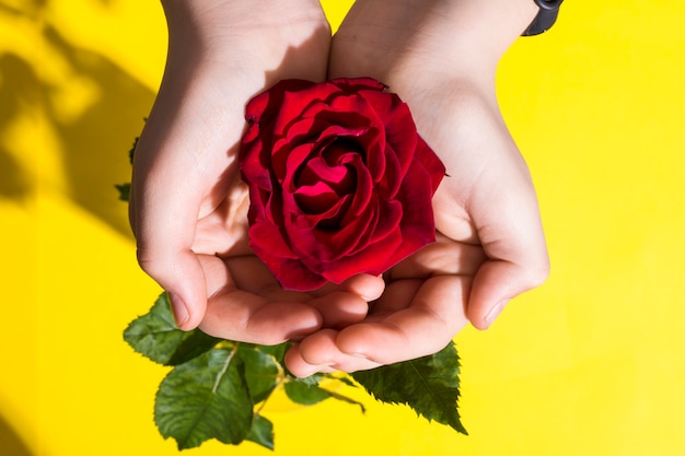 Primo piano della mano con la rosa rossa, foglie verdi.