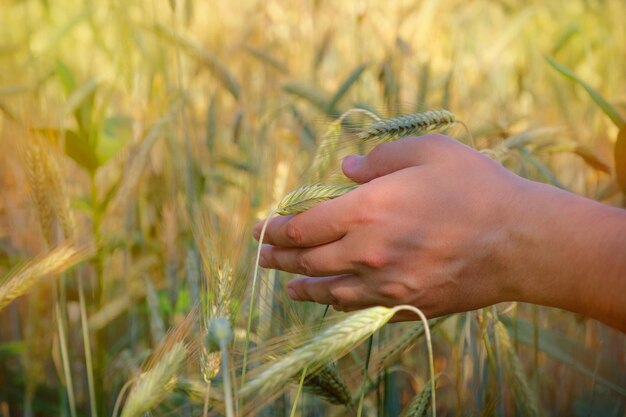 Primo piano della mano degli agricoltori e grano dorato in una giornata di sole Concetto di agricoltura