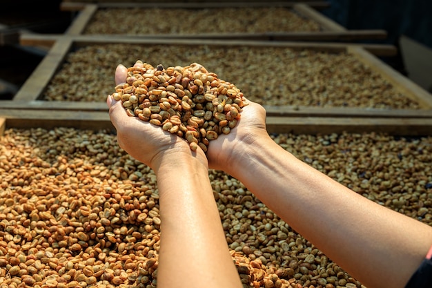 Primo piano della mano dell'agricoltore che tiene il chicco di caffè crudo per asciugarsi