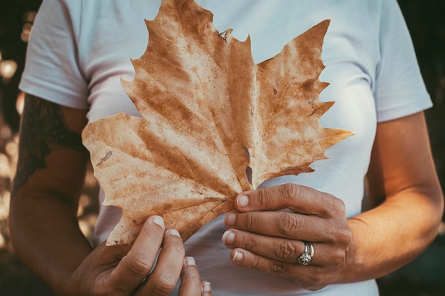 Primo piano della mano della donna che tiene la grande foglia d'acero gialla autunnale da sola in attività ricreative all'aperto Concetto di persone e natura ambiente stile di vita vita sostenibile Foresta stagione sfondo naturale