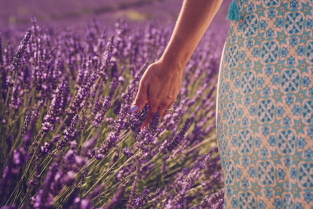 Primo piano della mano della donna con unghia colorata che tocca e sente il fiore di lavanda nel campo - concetto di libertà, natura e bellezza, stile di vita delle persone - stagione primaverile ed estiva all'aperto