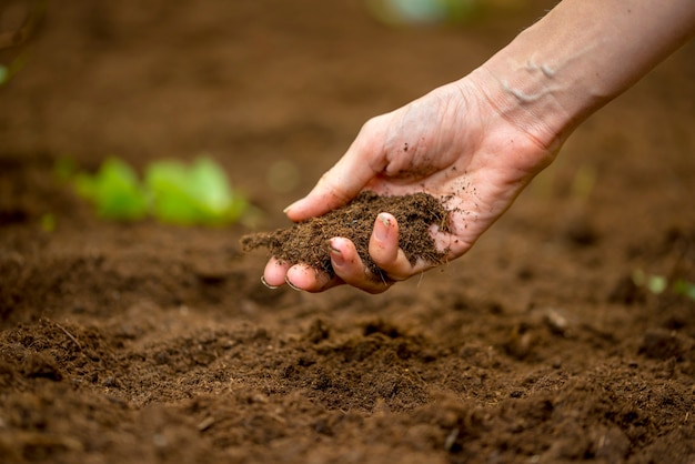 Primo piano della mano di una donna che tiene una manciata di terreno fertile ricco che è stato appena scavato o coltivato in un concetto di conservazione della natura e dell'agricoltura o del giardinaggio.