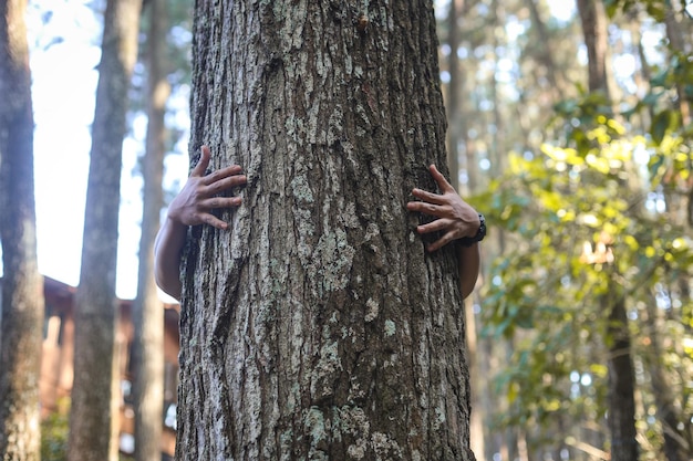 Primo piano della mano umana che abbraccia il tronco d'albero che simboleggia la protezione della cura della foresta e l'amore natu