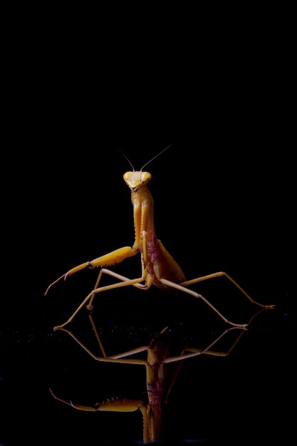 Primo piano della mantide religiosa gialla asiatica gigante