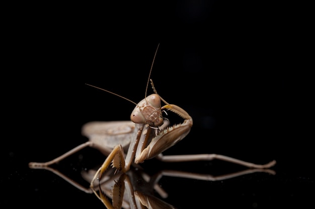 Primo piano della mantide religiosa marrone asiatica gigante