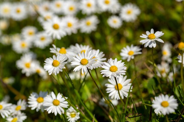 Primo piano della margherita comune (Bellis perennis) che fiorisce in un prato in primavera, Izmir / Turchia