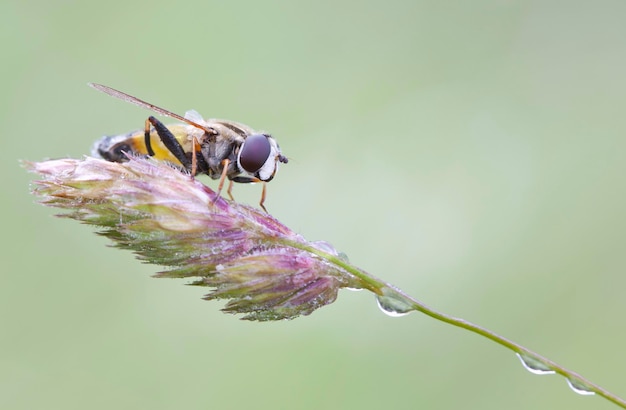 Primo piano della mosca su una pianta del prato