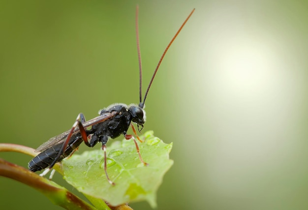 Primo piano della mosca su una pianta del prato