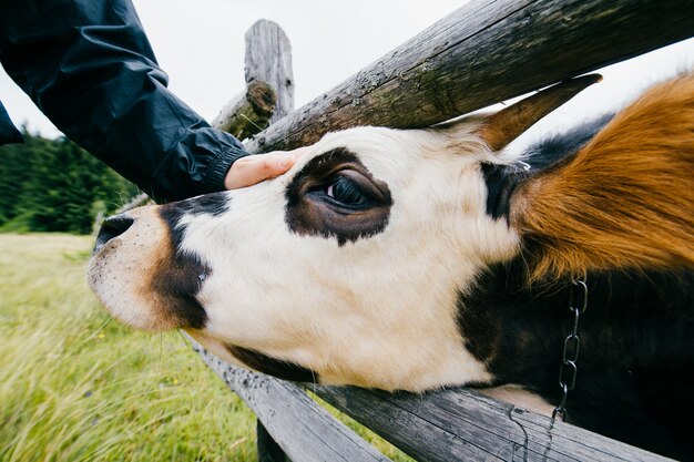 Primo piano della mucca macchiata sul campo al pascolo alto nei moutains carpatici all'aperto all'azienda agricola. Carne e prodotti lattiero-caseari sani. Allevamento di bestiame. . Agricoltura alpina. Muso animale divertente.