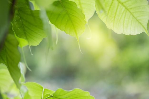 Primo piano della natura foglia verde e luce solare