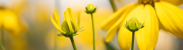 Primo piano della natura giovane fiore giallo su sfondo sfocato gereen sotto la luce del sole con bokeh e copia spazio utilizzando come sfondo paesaggio di piante naturali, concetto di pagina di copertina di ecologia.