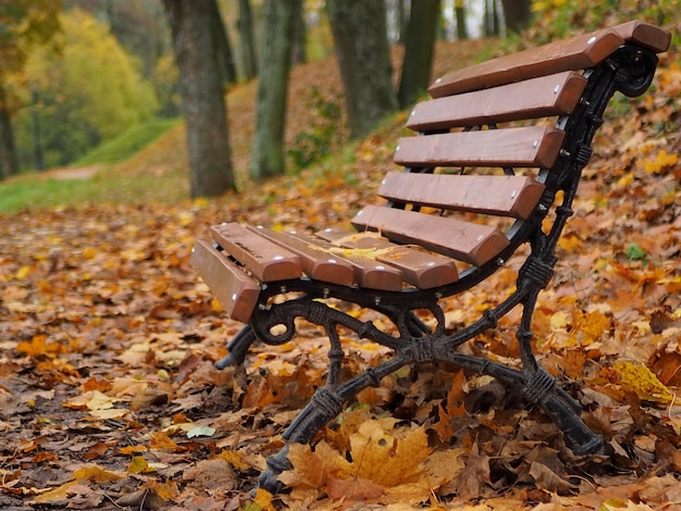 Primo piano della panchina nel parco autunnale