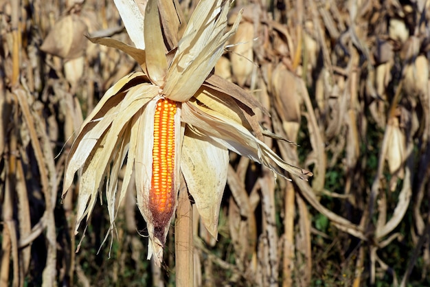 Primo piano della pannocchia di granturco aperta, sulla piantagione