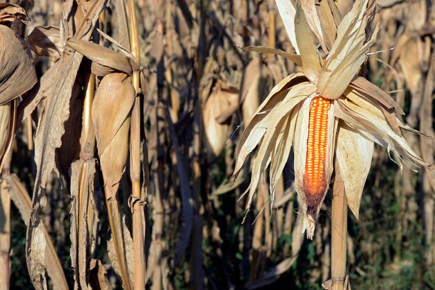 Primo piano della pannocchia di granturco aperta, sulla piantagione