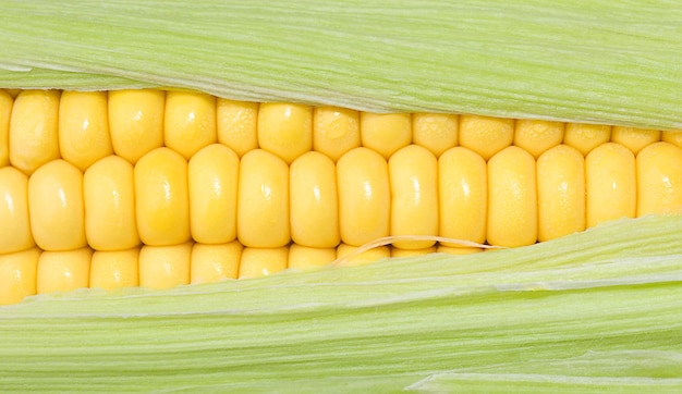 Primo piano della pannocchia di mais Sfondo vegetale giallo