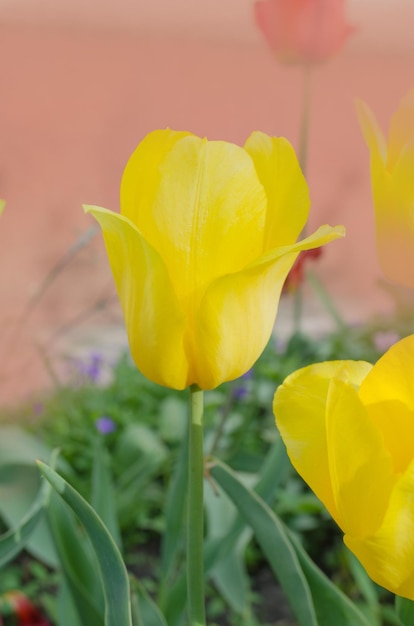 Primo piano della parata dorata del tulipano giallo di fioritura