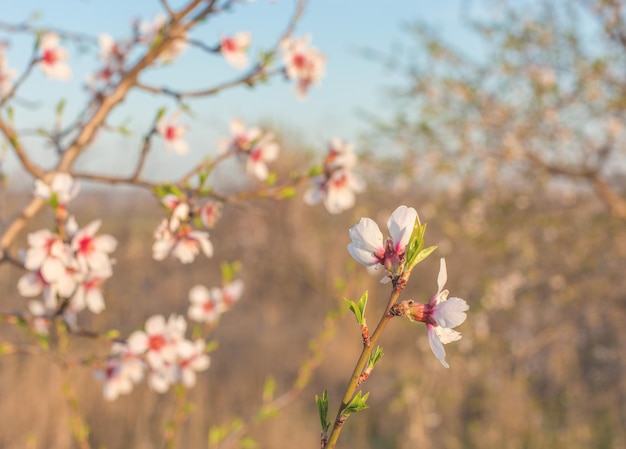 Primo piano della pesca in fiore Albero in fiore in primavera