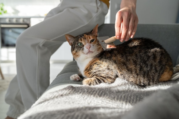 Primo piano della pettinatura femminile del gatto della pelliccia con la spazzola che si siede sul sofà gatto toelettatura pettinatura della lana