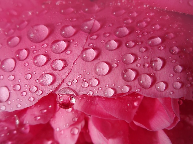 Primo piano della pianta dei fiori delle peonie di colore rosa Primo piano della peonia rosa