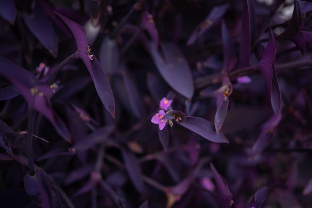 Primo piano della pianta del cuore viola scuro sfocato Regina viola o tradescantia pallida sfondo di foglie viola ornamentali Carta da parati botanica