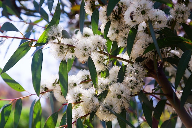 Primo piano della pianta del mallee del sapone (eucalyptus diversifolia)