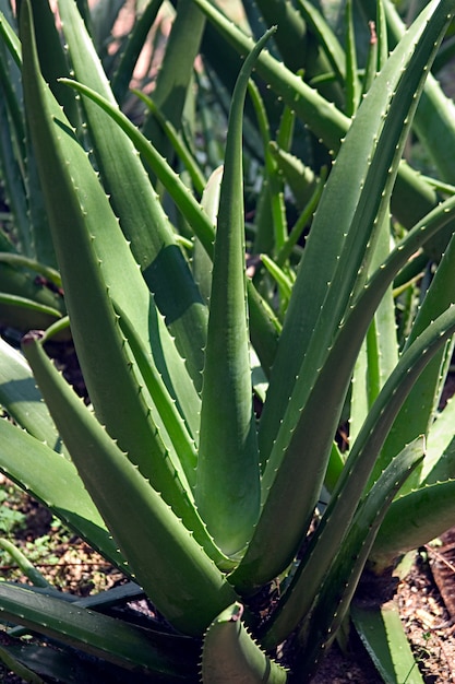 Primo piano della pianta dell'aloe vera