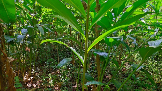 primo piano della pianta di cardamomo verde