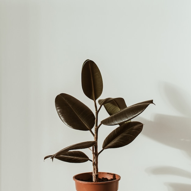 Primo piano della pianta di gomma ficus in vaso di fiori sulla superficie bianca