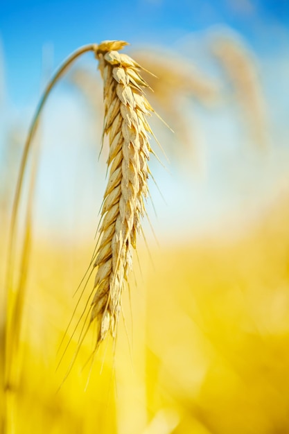 Primo piano della pianta di grano