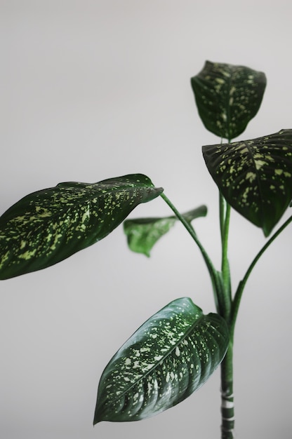 Primo piano della pianta domestica di dieffenbachia. Interior design moderno con copia spazio vuoto per il testo.