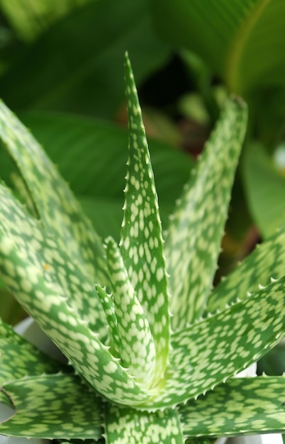 Primo piano della pianta maculata Aloe Vera Var Chinensis