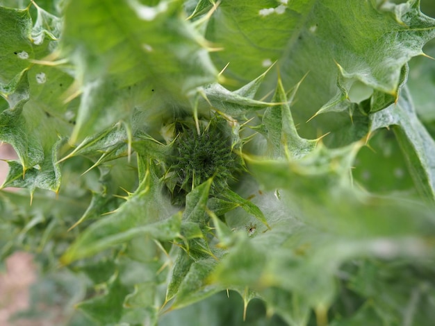 Primo piano della pianta spinosa Foglie verdi succose con spigoli vivi La natura della penisola balcanica Flora d'Europa