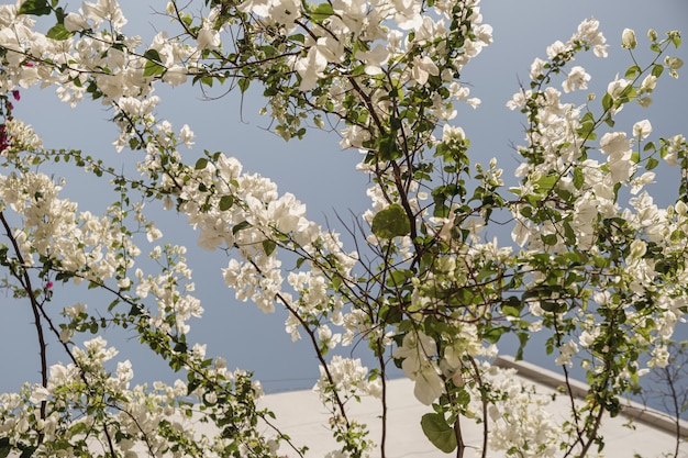 Primo piano della pianta tropicale con bellissimi fiori bianchi e foglie verdi contro il cielo blu