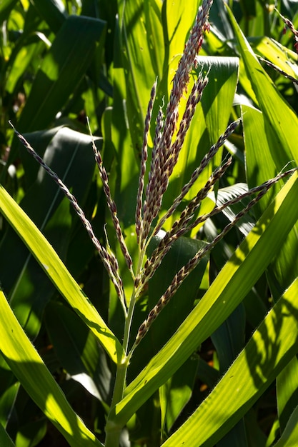 Primo piano della piantagione di mais in fase di fioritura