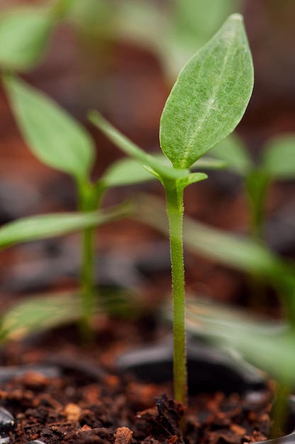 Primo piano della piantina verde che cresce dal terreno