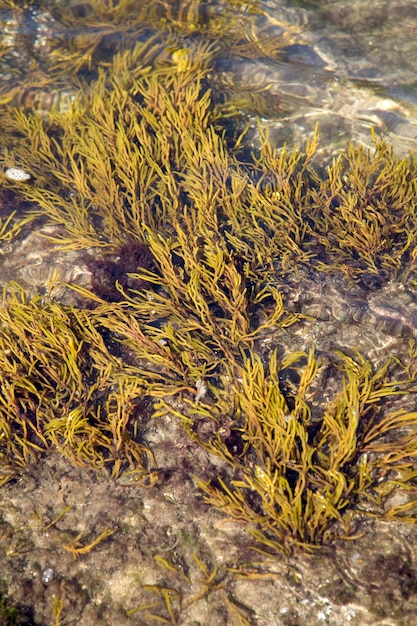 Primo piano della priorità bassa dell'alga sulla roccia