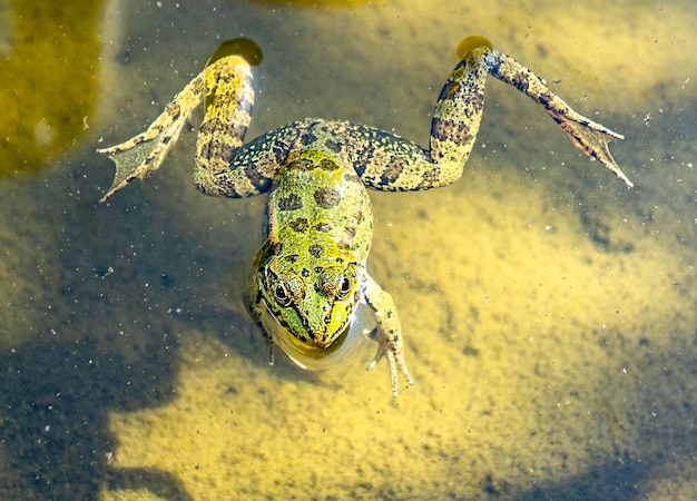 Primo piano della rana verde che nuota nell'acqua fangosa dello stagno Pelophylax esculentus Amphibian