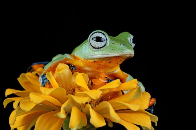 Primo piano della rana volante sul ramo immagine del primo piano della raganella di Giava rhacophorus reinwartii