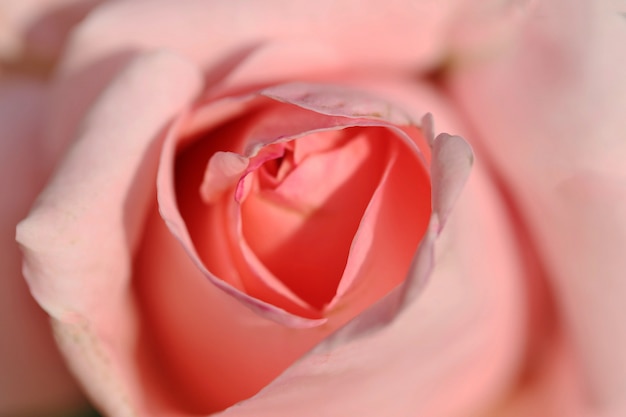 Primo piano della rosa di rosa