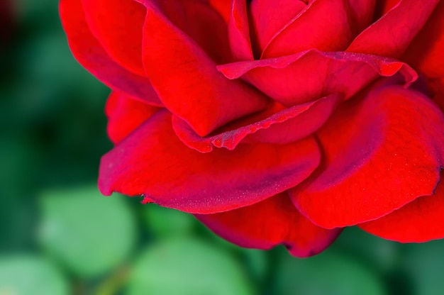 Primo piano della rosa rossa che mostra bella struttura