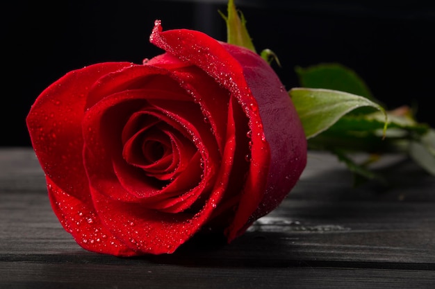 Primo piano della rosa rossa con le goccioline d'acqua su un fondo di legno. Bel fiore.