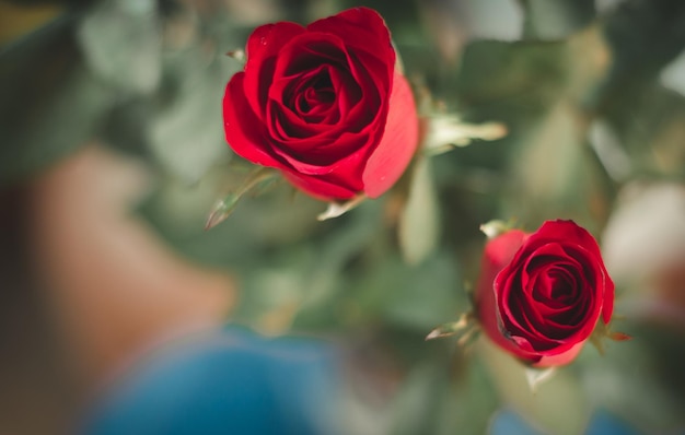 Primo piano della rosa rossa